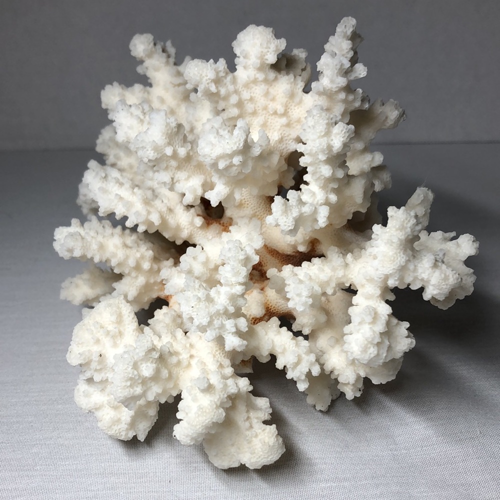 SEA CORAL TREE - Picture 5 of 8